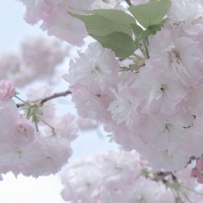 成都FurryQQ群介绍